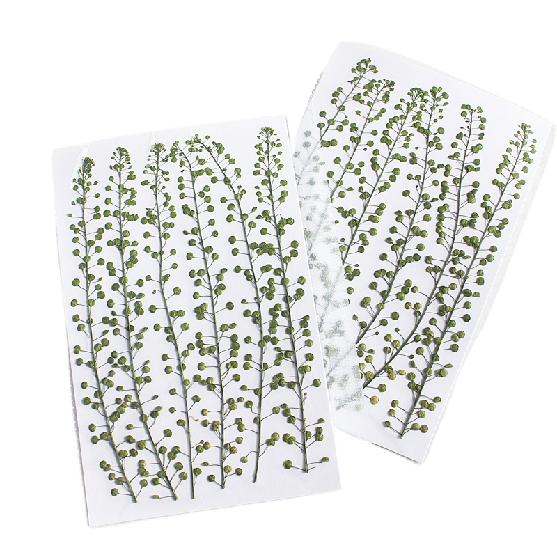 Natural Color Green Bell Grass - огляд і ціна Resin Art Baby