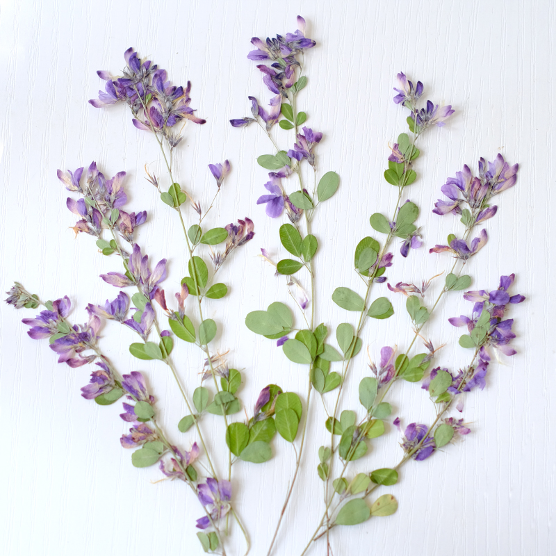 6pcs,nature Lespedeza Formosa  - огляд і ціна Resin Art Baby