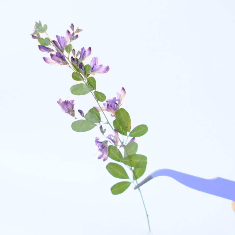 6pcs,nature Lespedeza Formosa  - огляд і ціна Resin Art Baby