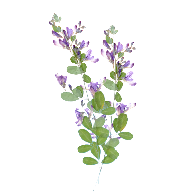 6pcs,nature Lespedeza Formosa  - огляд і ціна Resin Art Baby