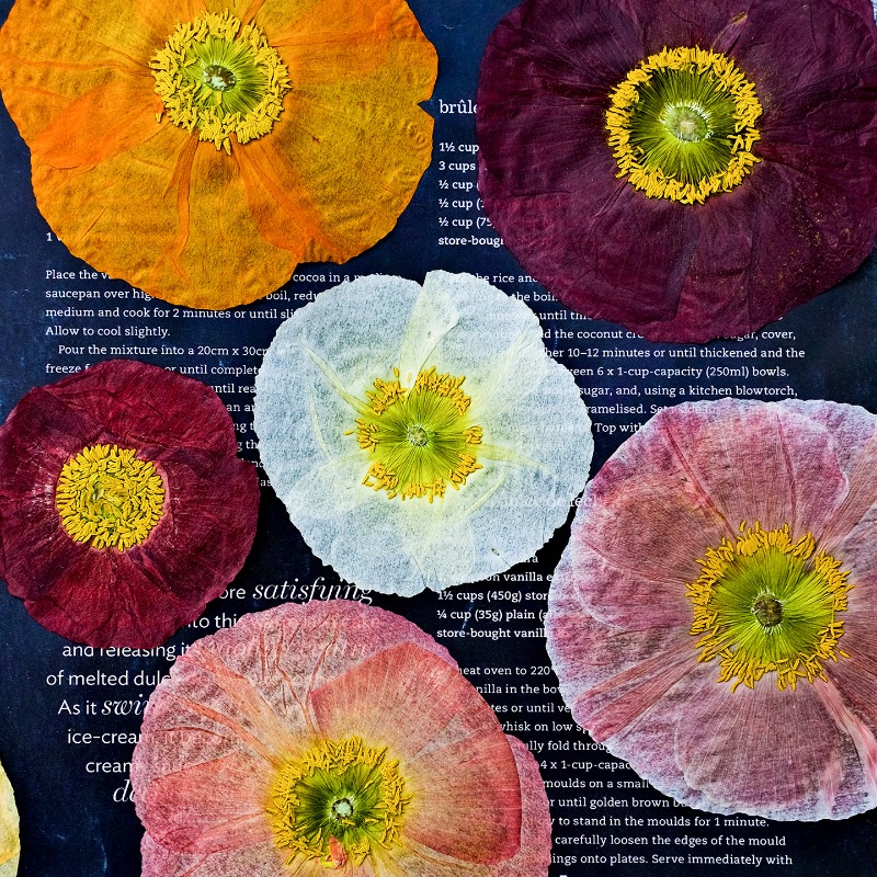 1pcs,Nature Field Poppy Presse - огляд і ціна Resin Art Baby