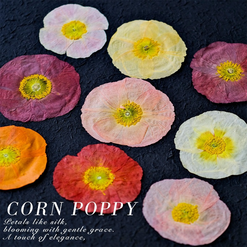 1pcs,Nature Field Poppy Presse - огляд і ціна Resin Art Baby