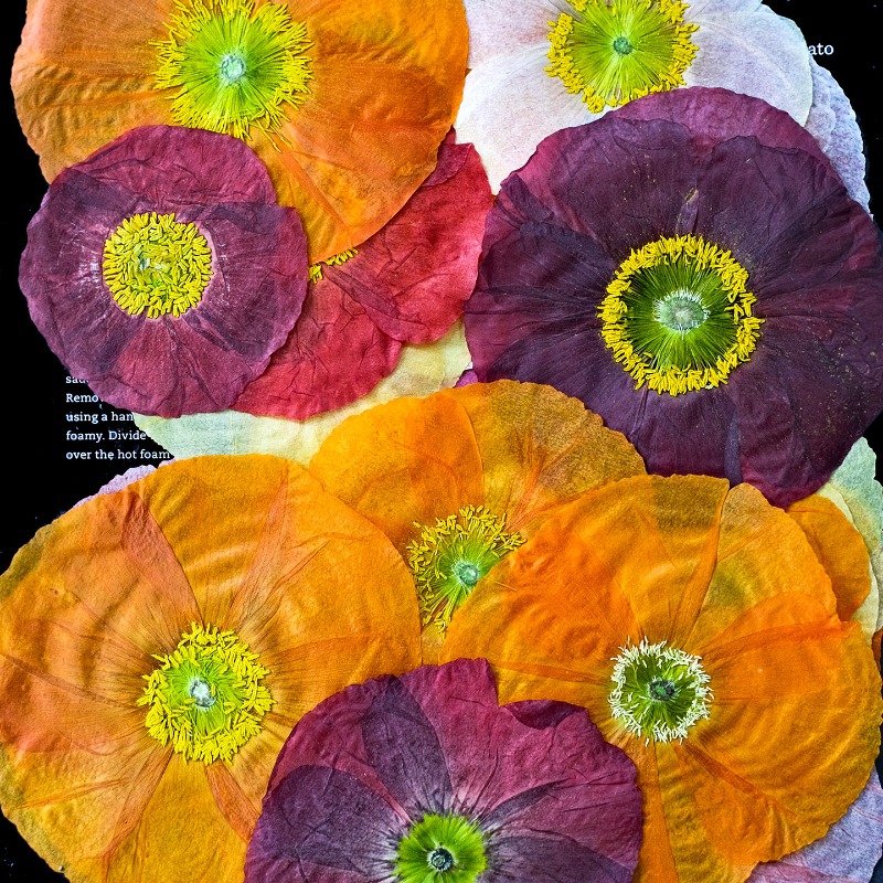 1pcs,Nature Field Poppy Presse - огляд і ціна Resin Art Baby