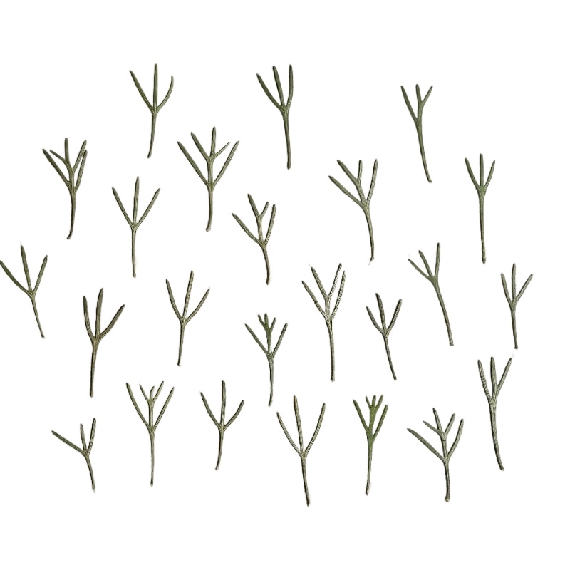 24pcs,Real Pressed Achillea Le - огляд і ціна Resin Art Baby