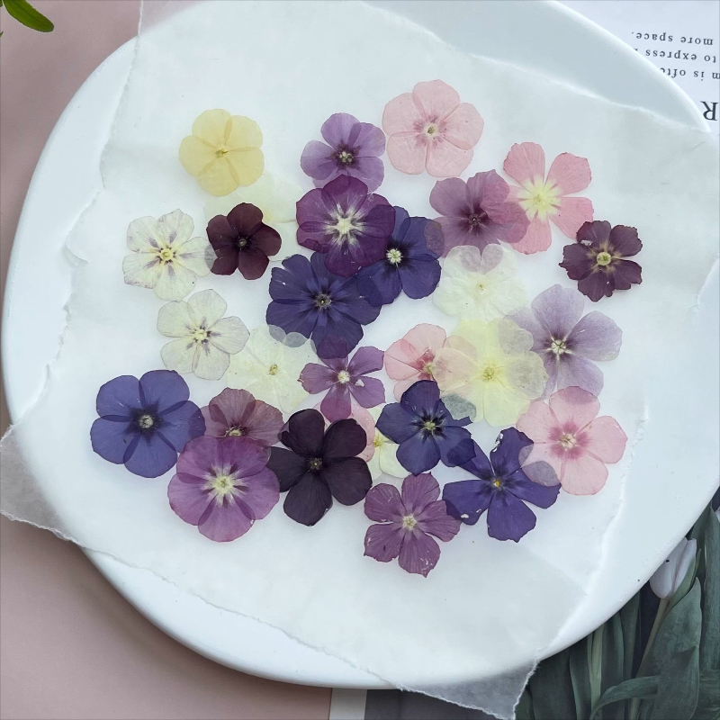 12pcs,Semi-Transparent Niche P - огляд і ціна Resin Art Case