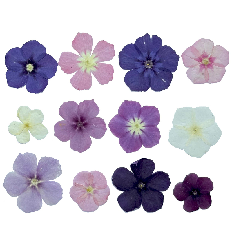 12pcs,Semi-Transparent Niche P - огляд і ціна Resin Art Case