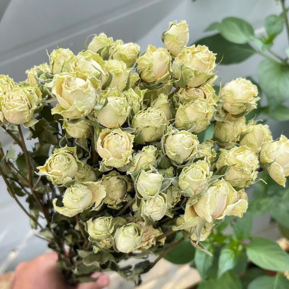 Natural Dried Rose Flower Bouq - огляд і ціна Resin Art Rose